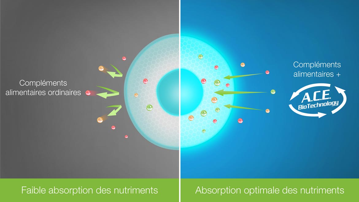 Laboratoires Actinutrition – ACE BioTechnology Laboratoires Actinutrition – ACE BioTechnology