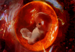 foetus