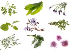 Quiz : Les secrets des herbes aromatiques