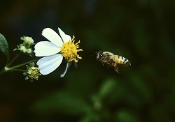 Que savez-vous sur les allergies au pollen ? 