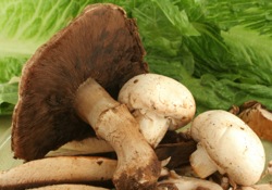 champignon, secret minceur