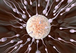contraception, masculine, spermicide