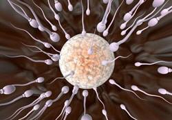 fertilité, homme, spermatozoïde