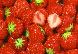 fraise, fruits, gariguette, plougastel-daoulas