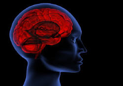 cerveau, intelligence, cellule, cognitif