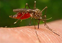moustique, vaccin, malaria
