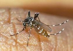 chikungunya, moustique, zika, 