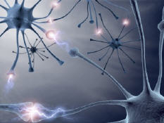 neurosciences, cerveau, qi, intelligence