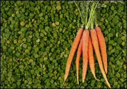 Salade de carottes chaude