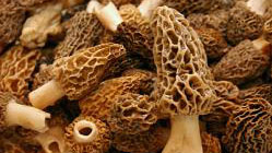 Filets de sole aux morilles 